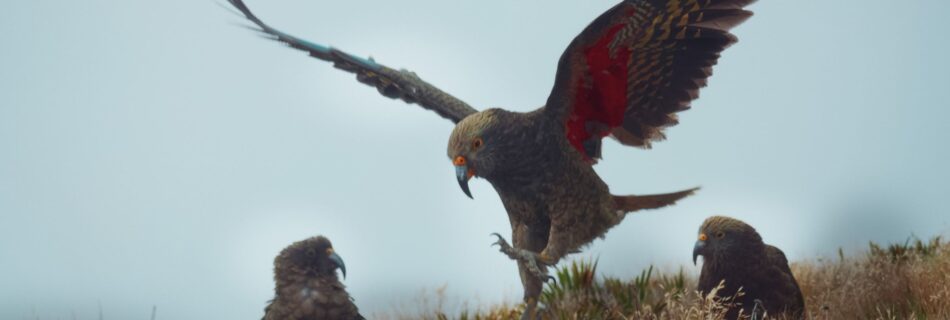 Mt Arthur Kea