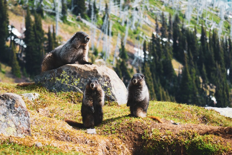Petite famille de marmottes dans le parc de Garibaldi