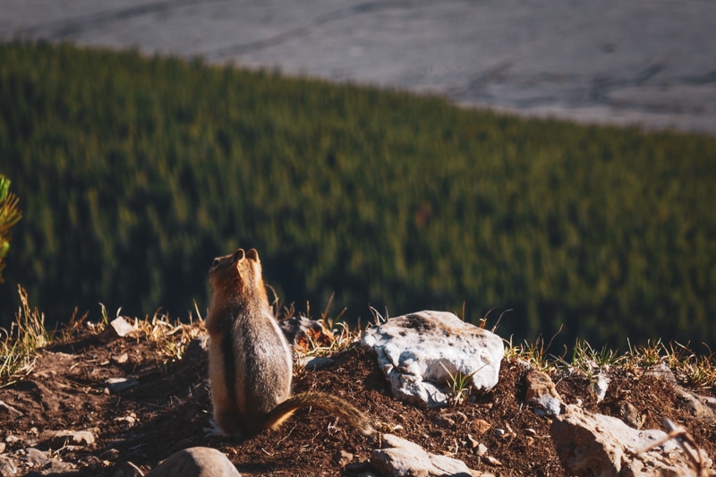 chipmunk randonnée canada ouest