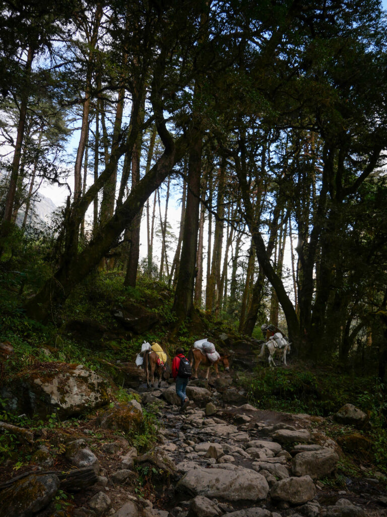 Randonneur sur le sentier menant à Kyanjin Gompa dans le Langtang
