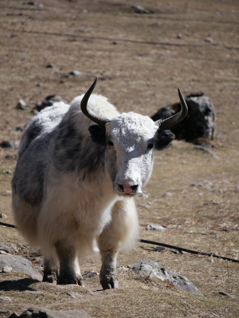 yak dans la vallée du langtang