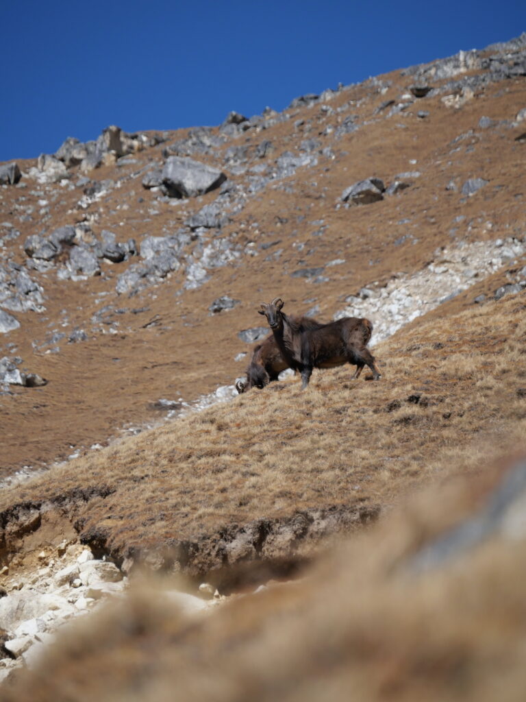 chèvre sur le trek du langtang gosaikund helambu