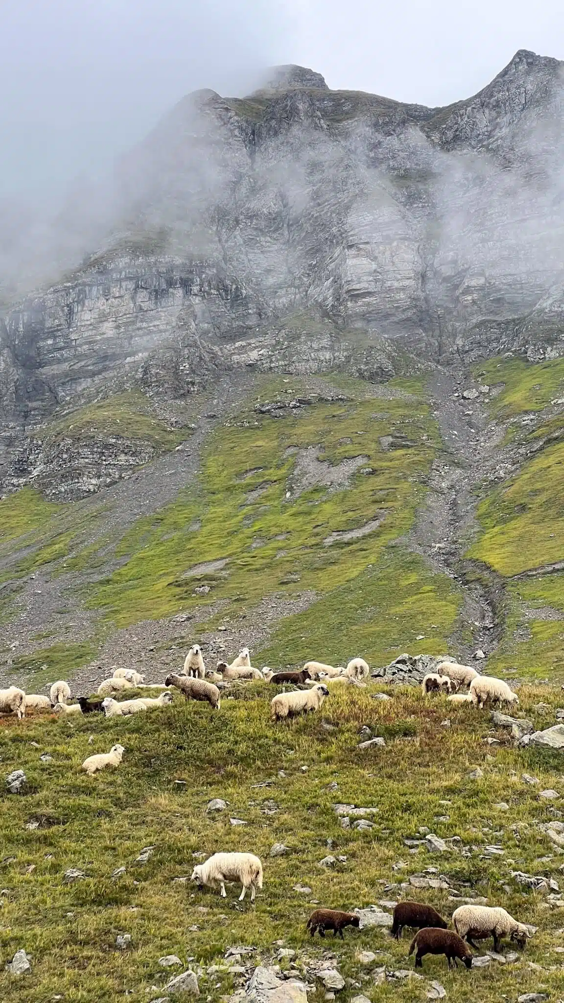 🐕 T’as peur des rencontres avec les patous en rando ?

Dans cette vidéo, c’est la version “facile” : le chien se trouve dans son enclos avec les chèvres. Sur le terrain, les situations peuvent être bien plus impressionnantes.
Évidemment, même en appliquant toutes les recommandations, tout ne se passe pas toujours parfaitement. Ces conseils ne sont pas une garantie, mais plutôt quelques pistes pour les personnes peu habituées à ces rencontres ou qui les redoutent.

Voici les bons réflexes à adopter :

✔️ Ralentissez votre allure, voire arrêtez-vous quelques instants pour laisser le chien vous identifier.
✔️ Restez calme et parlez d’une voix posée.
✔️ Retirez casquette et lunettes de soleil si possible.
✔️ Gardez vos bâtons vers le bas.
✔️ Évitez les gestes brusques et ne fixez pas le chien dans les yeux.
✔️ Ne cherchez pas à le caresser ni à le nourrir.
✔️ Vous pouvez placer votre sac à dos entre vous et le chien si cela vous rassure.
✔️ Contournez largement le troupeau lorsque c’est possible.
✔️ Si la situation vous semble tendue, n’hésitez pas à faire demi-tour ou à emprunter un autre itinéraire.

🥾 Avant votre sortie, pensez à consulter MapPatou pour connaître les secteurs concernés.

🐶 Si vous randonnez avec votre chien, évitez les zones où des chiens de protection sont présents.

👋 Et si vous croisez le berger ou l’éleveur, un petit bonjour est toujours apprécié !

Bonne rando !

#patou #randonnée #alpes #rando #hautesavoie