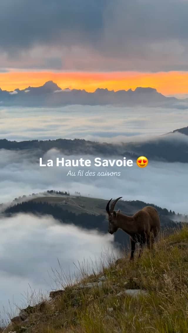 Une note de 1 à 10 pour ce département : le 74, la Haute-Savoie 😍

4 ans ici, 4 ans au fil des saisons. Je ne m’en lasse toujours pas. 

Vous êtes ici, entre autre, pour les paysages, alors en voici en voilà ! 

J’ai bien trop de vidéos et photos dans le tel, alors voilà un petit réel random☀️🏔️

Mes coups de ❤️ :

• Les Fiz
• Les Aiguilles Rouges 
• Les Aravis
• Le Chablais
Le Massif du Mont Blanc …

Bref tout en fait 🙈

#hautesavoie #lesalpesfrançaises #montagne #paysage #france🇫🇷 
[les meilleurs spots - les plus beaux paysages - que faire - en haute Savoie]
